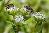 Mining bee (Lasioglossum marginatum) females on Lamb's lettuce (Valerianella olitoria) flowers, solitary bees, Northern Vosges Regional Nature Park, France