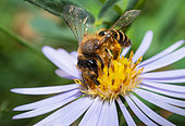 Yellow-legged Mining Bee (Andrena flavipes) female on Aster (Aster sp), solitary bees, Vosges du Nord Regional Natural Park, France