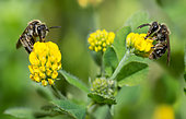 Common Mini-mining Bee (Andrena minutula) female on Lesser trefoil (Trifolium dubium), solitary bees, Vosges du Nord Regional Natural Park, France