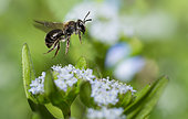 Common Mini-mining Bee (Andrena minutula) female on lamb's lettuce flowers (Valerianella olitoria), solitary bees, Vosges du Nord Regional Natural Park, France