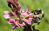 Bumblebee (Bombus sylvarum) on Common Sainfoin (Onobrychs viciifolia) flowers, Vosges du Nord Regional Natural Park, France