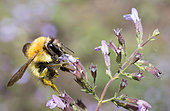 Brown Bumblebee (Bombus pascuorum) on Common Calamint (Calamintha ascendens), Pays de Loire, France
