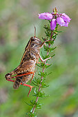 Barbarian Grasshopper (Calliptamus barbatus barbarus) on heather, Landes, France