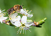 Mining Bee (Colletes cunicularius) female on Blackthorn (Prunus spinosa), solitary bees, Regional Natural Park of Vosges du Nord, France