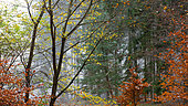 Vosges du Nord autumn forest, Vosges du Nord regional natural park, France