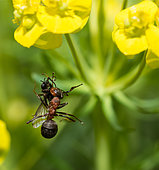 Southern Wood Ant (Formica rufa) capturing a gnat, Vosges du Nord Regional Natural Park, France