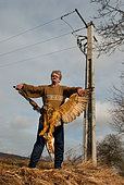 Man carrying an electrocuted Eagle Owl (Bubo bubo) holding in his talons a Barn Owl (Tyto alba), Vosges du Nord Regional Natural Park, France