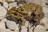 Perez's frog (Pelophylax perezi) mating in a pond at the edge of the Ardèche river, south of the Ardèche, Provence, France