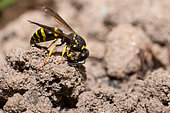 Eumenid wasp (Odynerus spinipes) forming a ball of earth for the construction of his gallery, Vosges du Nord Regional Natural Park, France