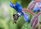 Red Mason Bee (Osmia bicornis) male on borage flower (Borago officinalis), solitary bees, Vosges du Nord Regional Natural Park, France