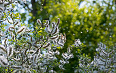 Goat Willow (Salix caprea) seeds dispersed by the wind, Vosges du Nord Regional Natural Park, France