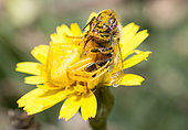 Goldenrod Spider (Misumena vatia) capturing a honey bee (Apis mellifera), Crete, Greece