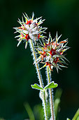 Starry Clover (Trifolium stellatum), Provence, France