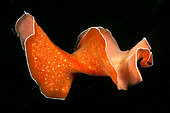 Orange flatworm (Yungia aurantiaca) swimming. Marine Protected Area on the Agathoise Side, Hérault, Occitanie, France
