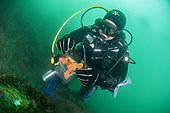 Diver-Researcher at the Nice Institute of Chemistry collecting sponges in an attempt to extract bioactive molecules, potentially valuable in the therapeutic field (anti-infectives, anticancer), off M’dic, Morocco. Scientific mission.