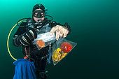 Diver-Researcher at the Nice Institute of Chemistry collecting sponges in an attempt to extract bioactive molecules, potentially valuable in the therapeutic field (anti-infectives, anticancer), off M’dic, Morocco. Scientific mission.