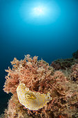 Giant Doris (Felimare picta), off Calella de Palafrugell, Costa Brava, Spain