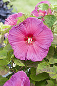 Hibiscus Jazzberry Jam®