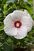 Hibiscus moscheutos Peppermint Flare