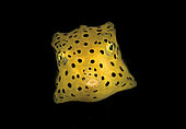 A juvenile Yellow Boxfish, Ostracion cubicus. Lembeh Strait, North Sulawesi, Indonesia. Pacific Ocean.