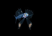 Snaketooth fish or Swallower, Chiasmodontidae, a deep-sea percomorph fish, photographed at 30 foot depth with the bottom more than 600 feet below during a blackwater dive. Palm Beach, Florida, USA. Atlantic Ocean