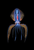A juvenile deep water Diamond Squid, Thysanoteuthis rhombus, makes an appearance and flashes colors during a black water drift dive near the surface in waters 400 feet deep Anilao, Philippines, Pacific Ocean.