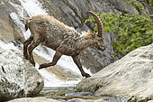 Alpine ibexes (Capra ibex) crossing a torrent, PN Mercantour, Alps, France