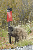 Porcupine (Erethizon dorsatum) gnawing on a pole, Denali NP, Alaska, France