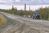 Musher preparing and training his dogs in autumn for the Iditarod. Denali Highway: Paxson to Cantwell, Alaska