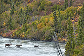 Caribou (Rangifer tarandus) crossing the Susitna river crossed by the. Denali Highway: Paxson to Cantwell, Alaska