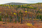 "White mountains" in fall near U.S creek road, Steese highway, from Fox to Circle, Alaska
