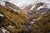 Cascade des Barres de Roya and autumn color of the larch forest of the Maïris valley, Tinée valley, Roya, Mercantour National Park, Alpes-Maritimes, France
