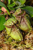 Albany pitcher plant (Cephalotus follicularis), endemic to Perth, culture New Caledonia