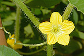 Melon (Cucumis melo) male flower