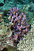 Smooth cauliflower Coral (Stylophora pistillata). Heron Island. Great Barrier Reef. Queensland. Autralia.