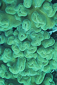 Yellow Leather Coral (Sarcophyton elegans), Heron Island. Great barrier reef. Queensland. Australia. Pacific Ocean.