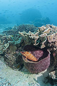 Blacktip grouper (Epinephelus fasciatus) in a sponge. Heron Island. Great Barrier Reef. Queensland. Autralia.