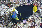 Queensland Yellowtail Angelfish (Chaetodontoplus meredithi). Heron Island. Great Barrier Reef. Queensland. Australia. Pacific Ocean.