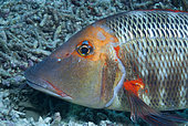 Trumpet Emperor (Lethrinus miniatus). Portrait. Heron Island. Great Barrier Reef. Queensland. Australia. Pacific Ocean.