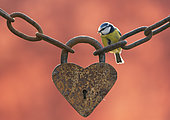 Blue tit (Cyanistes caeruleus) perched on an old heart-shaped padlock