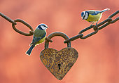 Blue tits (Cyanistes caeruleus) perched on an old heart-shaped padlock