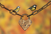Blue tit (Cyanistes caeruleus) Great tit (Parus major) perched on an old padlock