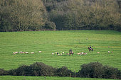 Bicester hunt trail hunting, Oxfordshire, England
