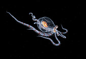 a larval Wonderpus Octopus, Wunderpus photogenicus, photographed during a night dive in Anilao, Philippines, Pacific Ocean.