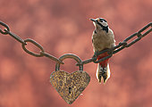 Great spotted woodpecker (Dendrocopos major) perched on a heart shape padlock