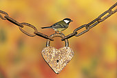 Great tit (Parus major) perched on an old padlock, England
