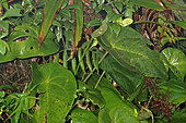 Anthurium (Anthurium guildingii), Bellevue, Martinique