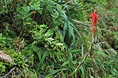 Pitcairnia (Pitcairnia bifrons), Soufrière, Guadeloupe