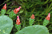 Cochineal cactus (Opuntia cochenillifera), French Guyana