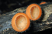 Cup Fungus (Cookeina tricholoma), French Guyana